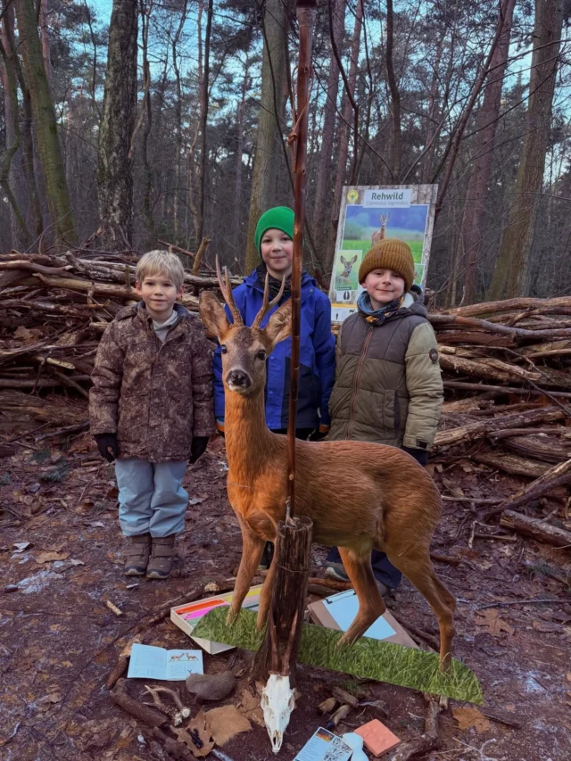 „Der #rehbock und sein #gehörn “ 

„Berühren und die natürlichen Kreisläufe verstehen“🌲🦌💚

20 neugierige Schüler einer 1. Klasse haben heute gelernt, dass Rehböcke zwischen Oktober und Januar ihr Gehörn anwerfen. Die älteren Böcke vor den jüngeren Böcken! 

- Rehwild ist ein #konzentratselektierer 
- Winter- und Sommerdecke fühlen .. 
- Wir haben sogar #rehlosung gefunden 😊
- Wie sieht eine #rehfährte aus? 

Wusstet ihr, dass Abwurfstangen dem Jagdpächter gehören und das Sammeln ohne Erlaubnis ist illegal ist? 

(Unbezahlte Werbung)