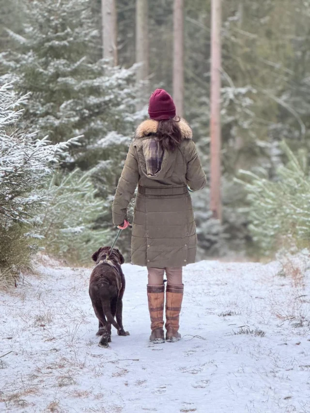 #happysunday #winterwald #labradorliebe #waldspaziergang @gutentagherrprofessor ❤️