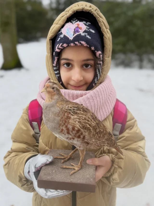 #rebhühner „Liebesrausch in der Valentinswoche“ ❤️

Wusstet ihr, dass Rebhähne im Februar auf der Suche nach der richtigen Partnerin sind? In der Dämmerung – denn da sind sie vor Greifvogelangriffen aus der Luft einigermaßen sicher – kämpfen sie auf dem Acker oder im Brachland um die Gunst einer Henne. Perdix perdix muss sich dabei von seiner stärksten Seite zeigen und zunächst wild flatternd und mit flinken Schnabelhieben seine Konkurrenten vertreiben. Ist ihm dies geglückt, wird er plötzlich lammfromm. Dann steht er mit geöffnetem Schnabel und gesträubtem Bürzel vor seiner Umworbenen und setzt zu seinem Balzgesang an. Sein leises „Gru“ richtet er nur an die eine. Hat die Henne Interesse an dem werbenden Hahn, schaut sie ihm intensiv ins Gesicht – und die Paarung kann beginnen.

Warum wir Jäger Füchse, Waschbären, Dachse und Marder jagen haben wir den Kindern auch erklärt: damit Bodenbrüter wie das Rebhuhn geschützt werden ❣️

Quelle: @deutsche.wildtier.stiftung 
Was machen Wildtiere am Valentinstag? 
#kinderndienaturerklären #rebhuhn #bodenbrüter #bodenbrüterschützen 

(unbezahlte Werbung)