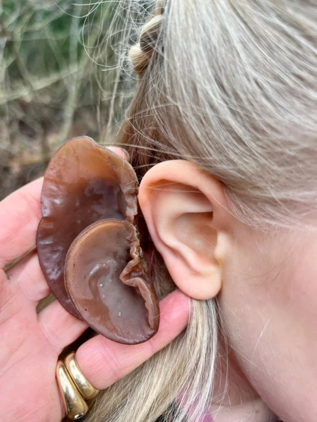 Eine ganz besondere „Jährliche Herrlichkeit“ hat unsere Caroly mit den Vorschulkindern einer Kita aus Hamburg entdeckt und zubereitet…

Vor 14 Tagen hat Caroly in dem Garten einer Hamburger Kita Judasohren entdeckt. Das Judasohr wächst hauptsächlich auf Laubbäumen, besonders auf abgestorbenem oder geschwächtem Holz. Am liebsten auf Holunder. 

Da wir immer erst Rücksprache mit den Eltern halten, ob die Kinder z. B. Pilze probieren dürfen, hat Caroly die Judasohren zunächst getrocknet. 

Gestern kam die Freigabe der Eltern 🥰🫶🏻
Caroly hat mit den Kindern „Judasohren-Butter“ gemacht. Alle Kinder haben probiert und die selbst gemachte Pilzbutter für köstlich befunden 🤎🍄‍🟫
Interesse an dem Rezept? Schreibt Caroly eine Mail: caroly@nettis-naturkinder.de 

#judasohren 
#pilzeessen 
#waldpädagogik 
#naturkind