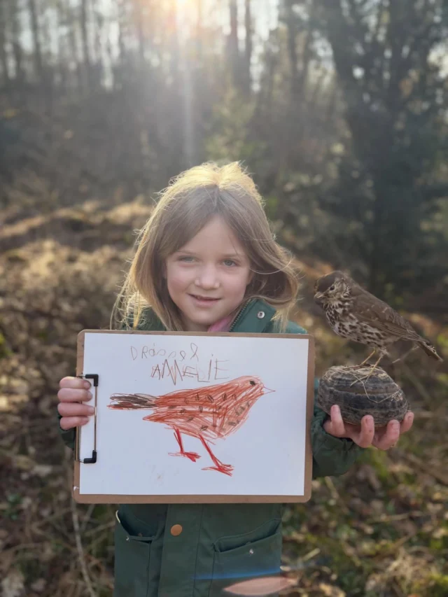 🤎🤍Die Singdrossel hat heute 21  Waldschüler einer 1. Klasse begeistert. 
Wir haben die Singdrossel gemalt, das Präparat vorsichtig berührt und Interessantes über den hübschen Vogel gelernt. 
Ihr Gesang ist sehr melodisch – aber das Besondere: Sie wiederholt jede Strophe bis zu viermal, bevor sie zur nächsten übergeht. Das unterscheidet sie gut von der Amsel.

Wusstet ihr, dass Singdrosseln 
Schneckenhäuser knacken? Sie schlagen die Schneckenhäuser immer wieder auf einen festen Stein.
Solche Steine nennt man Drosselschmiede – oft liegen dort viele zerbrochene Schneckenhäuser.
#wildnispädagogik #brutundsetzzeit #singdrossel #waldschule #naturkind

(Die 2 Bilder der Drossel: ChatGpT)