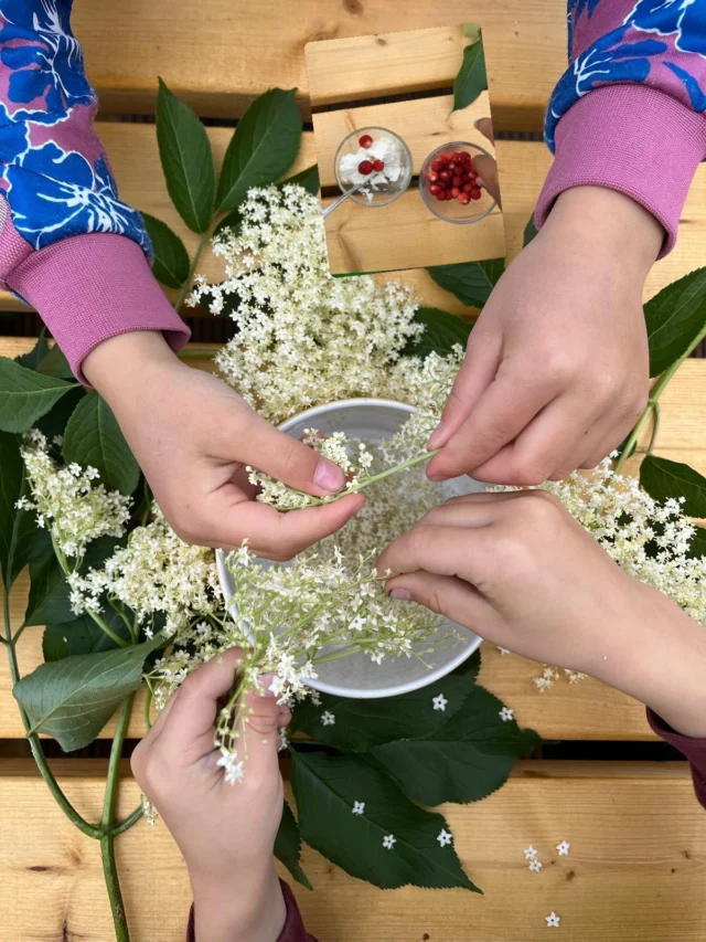 Caroly, die Vorschulkinder der @froebel.deutschland Kita Wandsbek die Holunderblüte und der Holunderspanner…

Eine jährliche Herrlichkeit, aus der Caroly und die Kinder ein leckeres Eis hergestellt und mit frisch gesammelten Walderdbeeren probiert haben.

Wusstet ihr, dass viele Tiere und Insekten auf den Holunder spezialisiert sind? So z.B. der Holunderspanner, welchen die Kinder gebastelt haben. Er hat seinen Platz auf dem selbstgemachten Armreif gefunden 💚🤍💛

#holunderblüte #naturerleben #Wildkräuter #walderdbeeren #kinderentdeckendiewelt