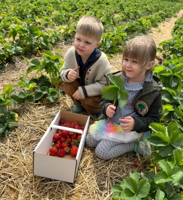 Erdbeeren pflücken mit 4 Generationen 🥰❤️

🍓Erdbeeren haben im Juni Saison.🍓Saisonal bedeutet, dass die Erdbeeren in ihrer natürlichen Erntesaison angeboten oder konsumiert werden. Dann also, wenn sie in der Region 
(z. B. Deutschland, Schweiz oder Österreich) auf natürliche Weise reif werden. 🍓🍓
#erdbeeren #erdbeerzeit #saison #erdbeermarmelade #4generationen