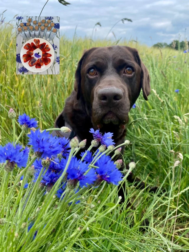 Es ist wieder soweit: Jährliche Herrlichkeit Kornblume 💙

🖤❤️In Erinnerung an meinen geliebten Jeff (21.11.16 - 16.2.2026) 🙏🏻❤️🖤😢

Habt ihr schon mal Kornblumenzucker gemacht ? 

Kornblumenzucker ist ein dekorativer Zucker, der mit den Blütenblättern der Kornblume hergestellt wird. Er eignet sich zum Verzieren von Kuchen, Keksen, Desserts oder zum Süßen von Tee.

Zutaten: 
200 g Zucker
4 EL frische, essbare und unbehandelte Kornblumenblüten

Zubereitung

1. Die Kornblumenblüten abzupfen und mit dem Zucker in einen Mörser geben
2. In kleine Gläser abfüllen, gut schütteln und 3 Tage ziehen lassen, damit der Zucker das Aroma aufnimmt.

Die Blüten verleihen vor allem eine schöne Farbe; das Aroma ist eher mild und leicht würzig. Für mehr Geschmack einfach etwas Vanille, Zitronenschale oder Lavendel hinzufügen.

#kornblume #kornblumenblüten #wildblumen #chocolab #labrador