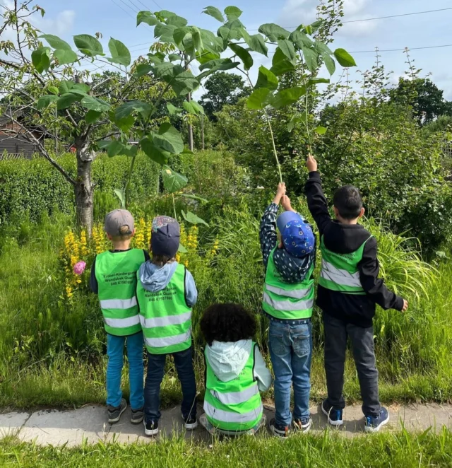 Caroly und die Vorschulkinder der @froebel.deutschland Kita Wandsbek haben heute den Japanischen Staudenknöterich entdeckt.

Dabei lernten die Kinder eine ganz besondere Pflanze kennen: Sie gehört zu den invasiven Arten und kann bis zu 30 cm am Tag wachsen! 

Aus den hohlen Stängeln haben die Kinder Blumenvasen gebastelt und diese mit bunten Naturfunden bestückt. Anschließend wurden die Pflanzenreste fachgerecht in der Feuertonne verbrannt. 

Wusstet ihr, dass die Überreste des Japanischen Staudenknöterichs nicht auf den Kompost dürfen? Schon aus kleinen Pflanzenstücken können wieder neue Wurzeln wachsen. So breitet sich die Pflanze sehr schnell aus und verdrängt heimische Arten. Besonders an Uferzonen kann das problematisch werden, weil dort wichtige Lebensräume für Tiere und Pflanzen verloren gehen können. 
Ein spannender Tag voller Naturwissen, Kreativität und Umweltschutz!
#japanischerstaudenknöterich #naturerleben #artenvielfalt #umweltschutz #naturkind 

(Unbezahlte Werbung)