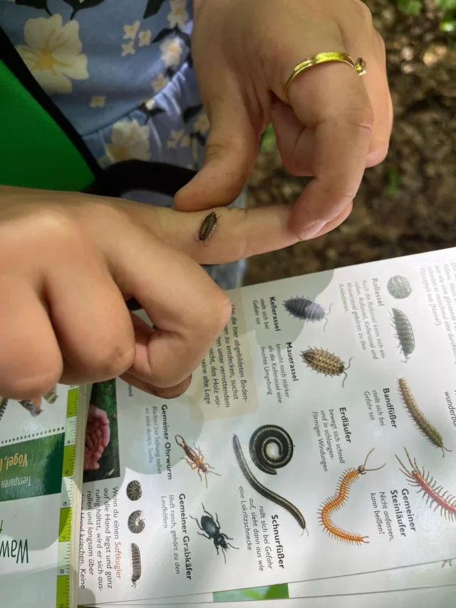 Caroly, die Vorschulkinder der @froebel.deutschland Kita Hamburg Billstedt in die „Perlen des Waldes“

Wusstet ihr, dass je nach Bodenart in einem Erdhügel von 10 cm³ mehr Bodenorganismen leben, als es Menschen auf der Erde gibt?

Auch Totholz ist voller Leben. Die allermeisten Bewohner sind mikroskopisch klein wie Bakterien, Algen, Pilze oder Geißeltierchen. Andere lassen sich aber gut aufspüren. 
Die Kinder haben den Saftkugler, die Kellerassel, den Schnurfüßer, den Ohrwurm, die Glanzschnecke und andere „Perlen des Waldes“ kennen gelernt. Die kleinen Helfer, die oft erst auf den zweiten Blick entdeckt werden und den Wald so gesund und „sauber“ halten.

#totholz #waldpädagogik #naturkind #kinderentdeckendiewelt