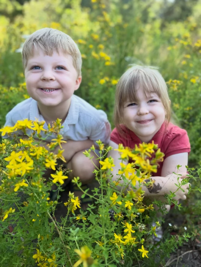 Sommerferien Programm für die Kinder der Mitarbeiter der @waldklinik.jesteburg und Monty 🤎🐻- Tag 10: 

💛❤️Die Mini Rüsselkäfer & das Johanniskraut ❤️💛

Heute haben wir herrlich blühendes Johanniskraut gepflückt. 

👉Johanniskraut wird von Mitte Juni bis August in der Hauptblütezeit geerntet.
Der so genannte Fingertest hat uns gezeigt, dass die Wirkstoffgehalt ideal ist um ein Johanniskrautöl anzusetzen: Beim Zerreiben der Blüten und Knospen verfärbten sich die Finger der Kinder dunkelrot. ✋🏻❤️💛

Das angesetzte Johanniskraut Öl muss nun 4-6 Wochen ziehen, bis es verwendet werden kann. 

Das Malen mit den Johanniskrautblüten hat den Kindern besonders gut gefallen. 
Es sind kleine Kunstwerke entstanden 🥰💛❤️
#johanniskraut #johanniskrautöl #wildkräuter #naturkind #ferienprogrammfürkinder
