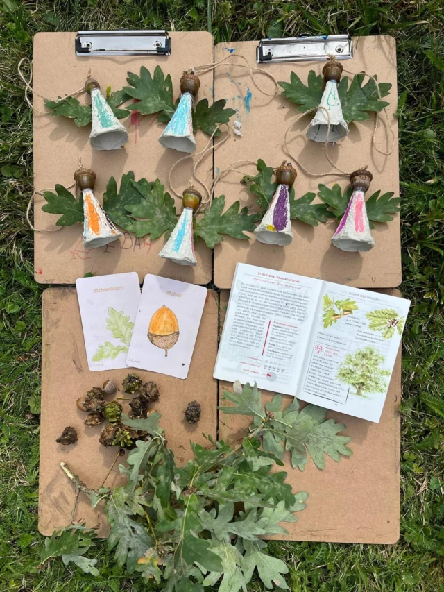 Caroly und die Vorschulkinder der @froebel.deutschland Kita Hamburg Wilhelmsburg. 

Thema heute: „Eichen entdeckten“

Auf dem Weg in den Stadtpark haben die Kinder mit Caroly 
👉die Stieleiche, 
👉die Roteiche und 
👉die Sumpfeiche 
entdeckt. Interessant, wie unterschiedlich Blätter, Eicheln und Rinde aussehen.
Besonders waren die deformierten Eicheln der Stieleiche, die fast wie Popcorn aussahen. Dahinter steckt die Knopperngallwespe: Sie legt ihre Eier an die jungen Eicheln, woraufhin die Eiche eine ungewöhnliche Wucherung, eine sogenannte Knopperngalle, bildet. Darin kann sich die Larve der winzigen Gallwespe geschützt entwickeln.
👉Habt ihr schon einmal solche „Popcorn-Eicheln“ entdeckt? 🍿

Aus den gesammelten Schätzen der Eiche entstanden anschließend kleine Eichenfeen.
Und die flogen natürlich den ganzen Weg zurück zur Kita mit!

#eiche #stieleiche #roteiche #sumpfeiche #knopperngallwespe