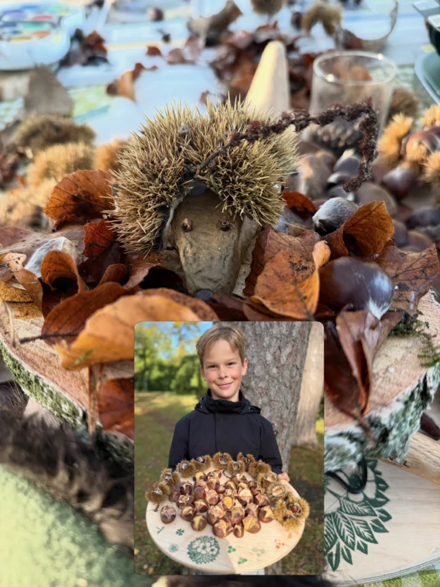 Tag 9 Herbstferien Programm für die Kinder der Mitarbeiter der @waldklinik.jesteburg 

🦔🍂 Kleine Igel, große Herbstfreude! 🌰🍁

Heute drehte sich bei den Mini Rüsselkäfern alles um den kleinen stacheligen Igel! 🦔❤️

Gemeinsam haben wir über den Igel gesprochen, erfahren, wie er lebt und sich auf den Winter vorbereitet. 🍂

Anschließend wurde es kreativ: Aus den stacheligen Hüllen der Esskastanien haben wir unsere eigenen kleinen Igel gebastelt. 🦔🌰 Mit viel Fantasie und kleinen geschickten Händen entstanden zauberhafte Herbstigel.

Und weil der Herbst nicht nur wunderschön aussieht, sondern auch lecker schmeckt, haben wir gemeinsam Maronen zubereitet. 🌰😋

 Natur entdecken, mit allen Sinnen erleben, kreativ werden und gemeinsam genießen – genau das macht unser Projekt so besonders! 

#igel #naturkind #naturpädagogik  #herbstmitkindern #herbstliebe