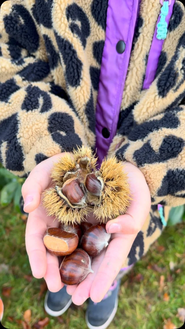 #igel #esskastanien #winterruhe #laubhaufen #naturkind 🦔🍂
