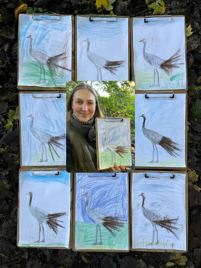 Kraniche über Hamburg 🪶🍂
Habt ihr sie auch schon gehört? Dieses laute Trompeten hoch oben am Himmel. Die Kraniche sind auf dem Weg in den Süden. 🌤️
9 Vorschulkinder aus einer Hamburger Kita haben mit @caroly.k den Kranich kennengelernt und dabei besprochen, was Standvögel und Zugvögel sind. 🔍🍁
 🧭 Im Herbst fliegt der Kranich nach Spanien, Portugal, Frankreich oder sogar bis nach Nordafrika. 🌾 Er frisst Samen, Körner, Wurzeln und Beeren, aber auch Insekten, Würmer und Schnecken. 🥚 Im Frühjahr legt das Paar meist 1 bis 2 Eier und bleibt oft viele Jahre zusammen.

Und dann wurde gemalt: Der große Glücksvogel ist in bunten Bildern entstanden, und seine üppigen Schmuckfedern haben die Kinder mit Chinaschilf nachgestaltet. 🎨🪶

Wenn ihr in den nächsten Tagen nach oben schaut, vielleicht seht ihr ihn ja auch, den Glücksvogel auf Reisen. ❤️

#kranich #zugvögel #herbstzeit #naturkind #naturentdecken